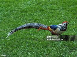 Image result for Chrysolophus amherstiae