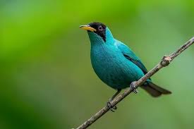 「綠羽毛」的圖片搜尋結果