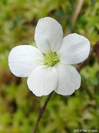 Attēlu rezultāti vaicājumam “Rubus chamaemorus”