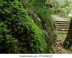 Attēlu rezultāti vaicājumam “Pogonatum dentatum”