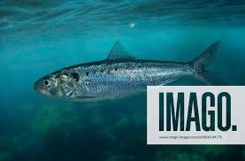 Image result for Alosa fallax