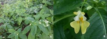 Attēlu rezultāti vaicājumam “Impatiens parviflora”