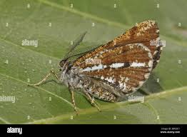 Attēlu rezultāti vaicājumam “Bupalus piniaria female”