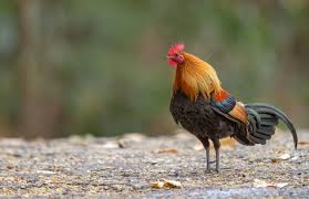 Attēlu rezultāti vaicājumam “Gallus”