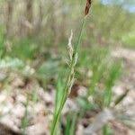 Attēlu rezultāti vaicājumam “Carex pilosa leaf”
