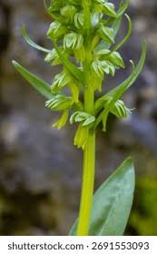 Attēlu rezultāti vaicājumam “Coeloglossum viride leaf”