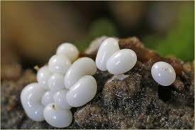 Attēlu rezultāti vaicājumam “Trichia scabra”