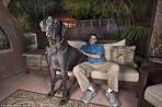 world largest dog