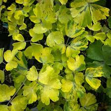 Attēlu rezultāti vaicājumam “Aquilegia vulgaris leaf”