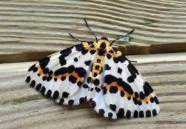 Attēlu rezultāti vaicājumam “Abraxas grossulariata”