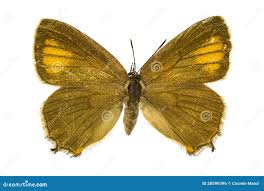 Attēlu rezultāti vaicājumam “Satyrium ilicis underside”