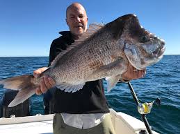 Image result for Pagrus auratus