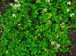 Attēlu rezultāti vaicājumam “Astrantia major leaf”