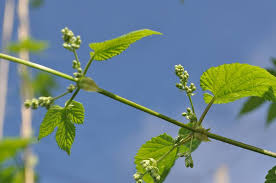 Attēlu rezultāti vaicājumam “Humulus lupulus bud”