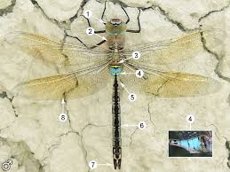 Attēlu rezultāti vaicājumam “Anax parthenope”