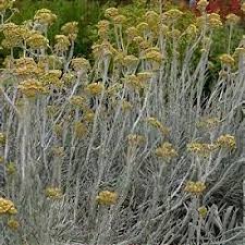 Image result for Helichrysum lindleyii