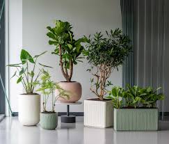 Attēlu rezultāti vaicājumam “Pottiales”