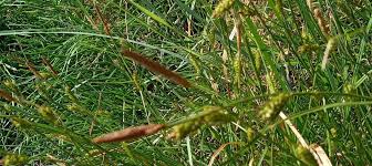 Attēlu rezultāti vaicājumam “Carex appropinquata leaf”
