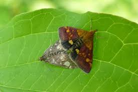 Attēlu rezultāti vaicājumam “Pyrausta aurata”