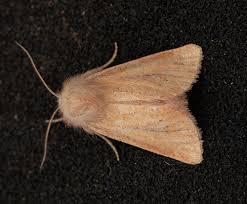 Attēlu rezultāti vaicājumam “Chortodes fluxa”