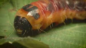 Attēlu rezultāti vaicājumam “Cossus cossus larva”