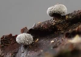 Attēlu rezultāti vaicājumam “Didymium minus spores”