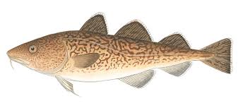 Image result for Gadus macrocephalus