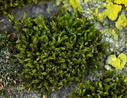 Attēlu rezultāti vaicājumam “Orthotrichum lyellii”