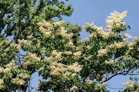 Attēlu rezultāti vaicājumam “Syringa reticulata subsp. amurensis leaf”