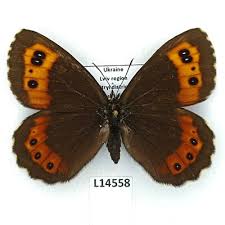 Attēlu rezultāti vaicājumam “Erebia ligea”