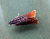 Attēlu rezultāti vaicājumam “Pammene rhediella”