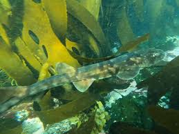 Image result for Haploblepharus pictus