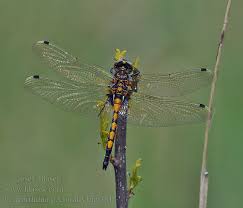 Attēlu rezultāti vaicājumam “Leucorrhinia pectoralis”