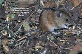 Attēlu rezultāti vaicājumam “Apodemus agrarius”