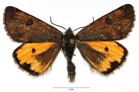 Attēlu rezultāti vaicājumam “Archiearis parthenias”