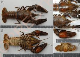 Attēlu rezultāti vaicājumam “Astacus astacus”