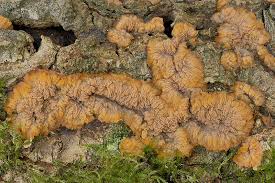 Attēlu rezultāti vaicājumam “Phlebia radiata”