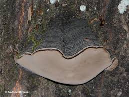 Attēlu rezultāti vaicājumam “Phellinus tremulae”