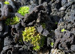 Attēlu rezultāti vaicājumam “Collema flaccidum”