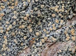 Attēlu rezultāti vaicājumam “Cliostomum corrugatum”