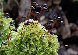 Attēlu rezultāti vaicājumam “Rhynchostegiella tenella macro”