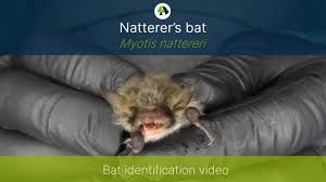 Attēlu rezultāti vaicājumam “Myotis nattereri”