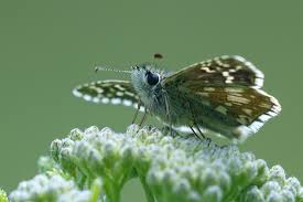 Attēlu rezultāti vaicājumam “Pyrgus serratulae”