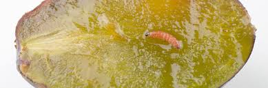 Attēlu rezultāti vaicājumam “Grapholita funebrana larva”