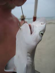 Image result for Rhizoprionodon terraenovae