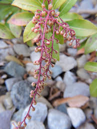 Attēlu rezultāti vaicājumam “Crepis paludosa leaf”