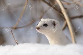 Attēlu rezultāti vaicājumam “Mustela nivalis”