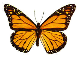 Attēlu rezultāti vaicājumam “Clossiana euphrosyne upperside”