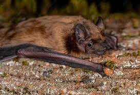 Attēlu rezultāti vaicājumam “Nyctalus noctula”