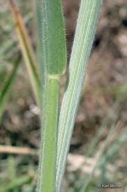Attēlu rezultāti vaicājumam “Holcus lanatus”